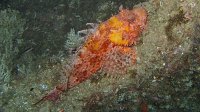 050 Chapon (Scorpaena scrofa)
